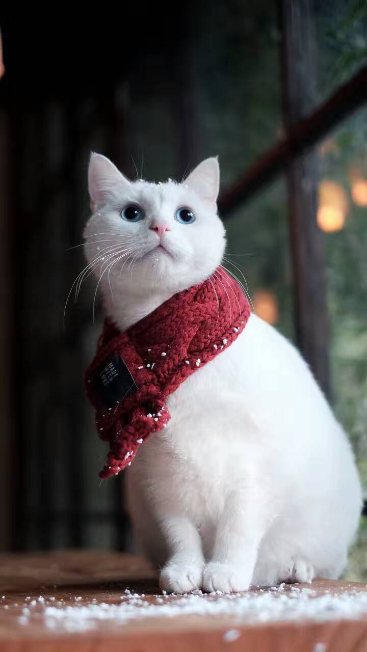 Cute Knitted Pet Scarf - Stylish Doggie & Cat Neckerchief