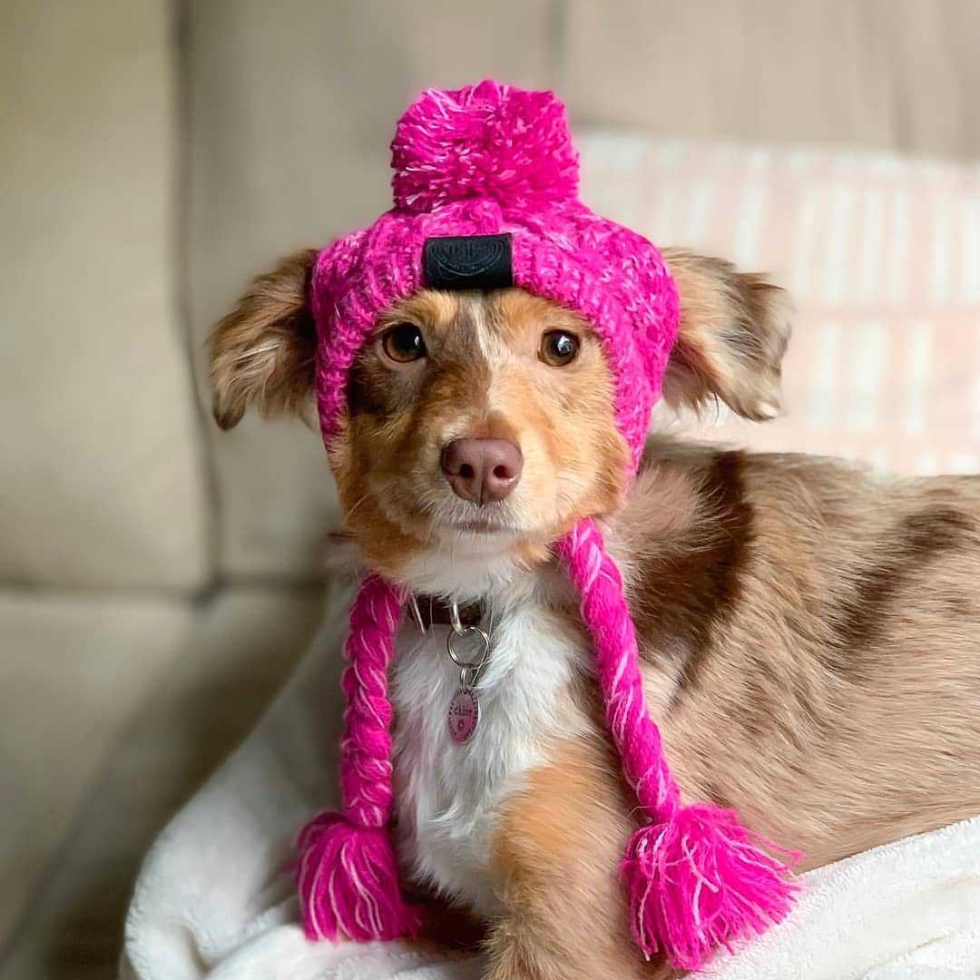 Cozy Pet Winter Hat with Ear Holes - Knitted Windproof Cap for Dogs & Cats