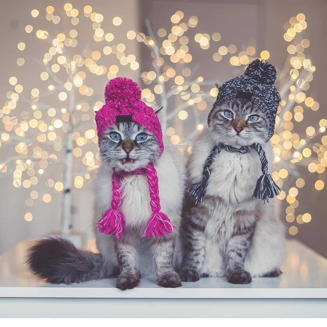Cozy Pet Winter Hat with Ear Holes - Knitted Windproof Cap for Dogs & Cats