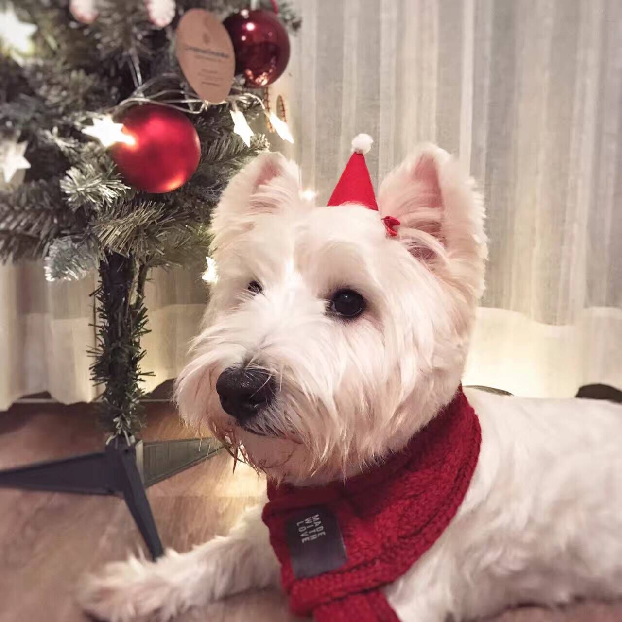 Cute Knitted Pet Scarf - Stylish Doggie & Cat Neckerchief