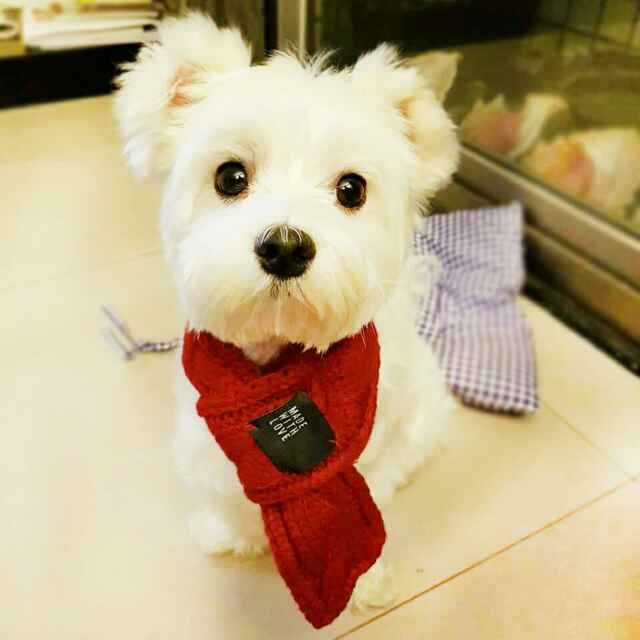 Cute Knitted Pet Scarf - Stylish Doggie & Cat Neckerchief